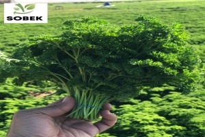 Flat & Curley Parsley-Mint-Rosemary-Thyme from Egypt